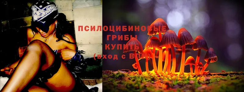 Галлюциногенные грибы Psilocybe  shop наркотические препараты  Советский 